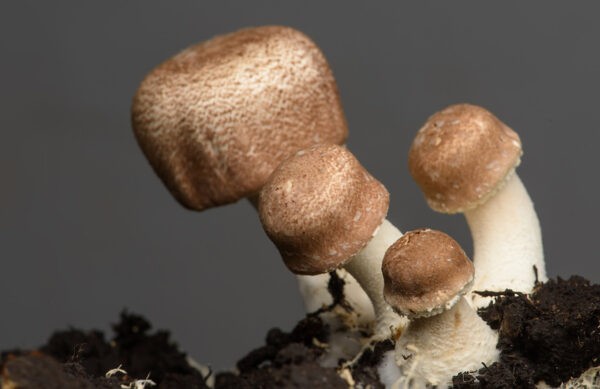 Agaricus - God's Mushroom - 60 capsules - Image 3